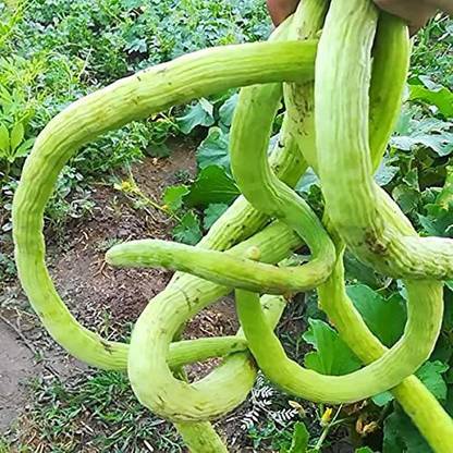 Optima Kakdi Long Melon Cucumber Seeds Seed