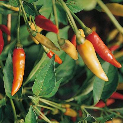 MKR Enterprises Chilli Seed