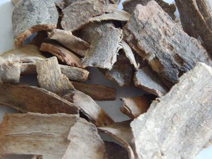 Xetomos Kutaja Kuda Kutaj 100g seeds Seed
