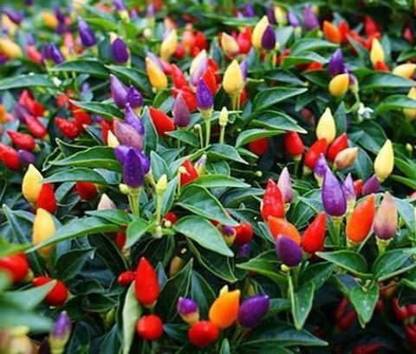 MKR Enterprises Chilli Seed