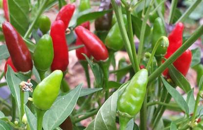 MKR Enterprises Chilli Seed