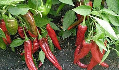 MKR Enterprises Chilli Seed