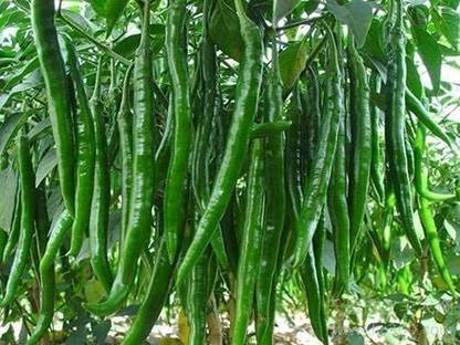 MKR Enterprises Chilli Seed