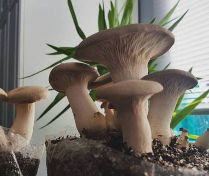 Gourmet Mushrooms King Oyster Mushroom Growing Kit Large with Growing Guide & Casing Seed