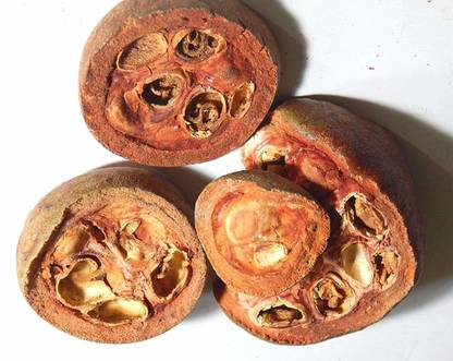 Xetomos Rudanti Rudravanti Phal 150g seeds Seed
