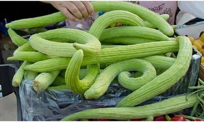 GOROOT Cucumber Armenian, Yardlong Cucumber, Snake Melon-SD-250-B6 Seed