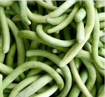 GOROOT Cucumber Armenian, Yardlong Cucumber, Snake Melon-SD-300-Z2 Seed