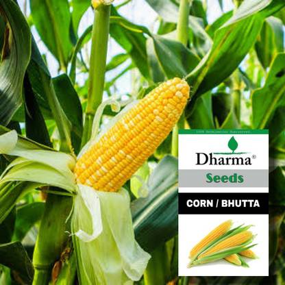Dharma Corn, Bhutta, Makka Seed