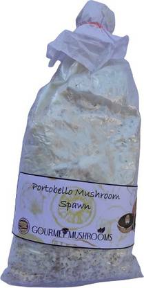 Gourmet Mushrooms Cremini Brown Button Porto Mushroom Seeds | Agaricus Bisporus Seed