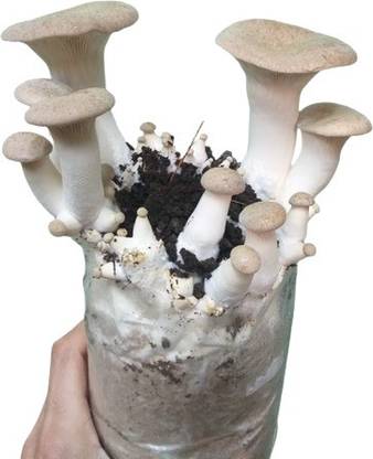 Gourmet Mushrooms mashroom seed Seed