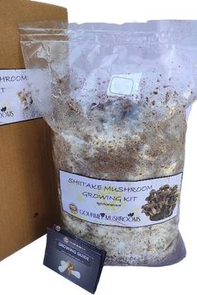 Gourmet Mushrooms Shiitake Mushroom Growing Kit Large 2KG with Guide Seed