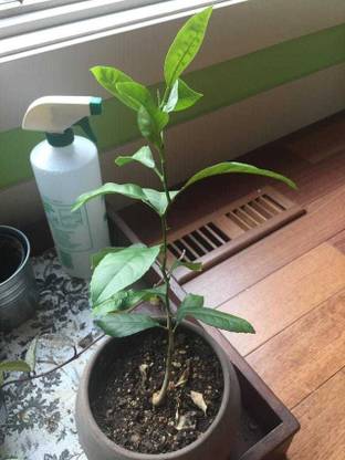 Cloud Farm Lemon Plant