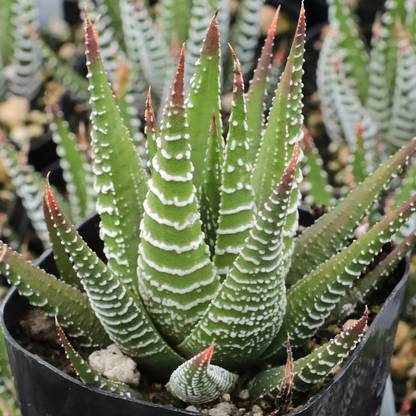 Amazing Gurden Haworthia Mirror Succulent Plant