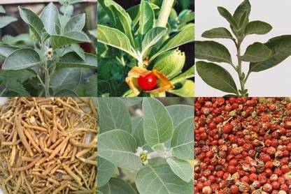 Green Tree ashwagandha Seed