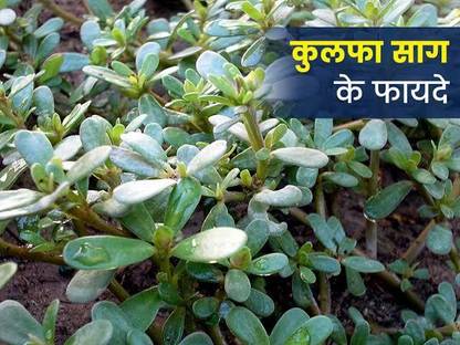 Green Tree kulfa saag Seed