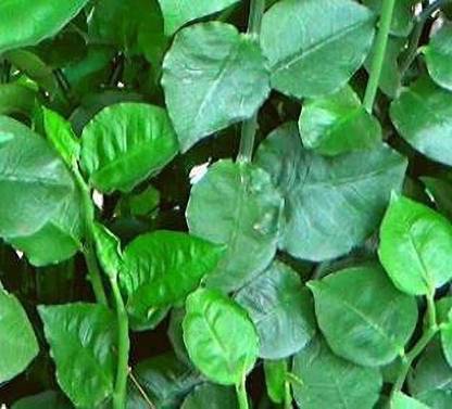 CosaCentrum Nasturtium Plant