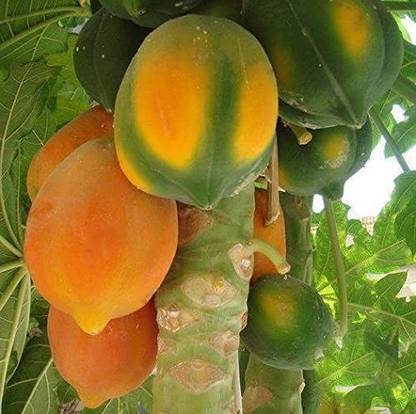 MKR Enterprises Papaya Seed