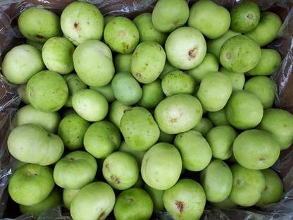 MKR Enterprises Round Gourd Seed