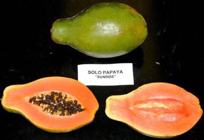 MKR Enterprises Papaya Seed