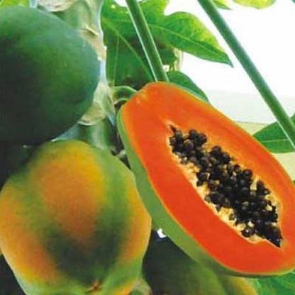MKR Enterprises Papita Seed