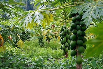 MKR Enterprises Papita Seed