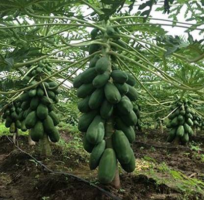 MKR Enterprises Papaya Seed