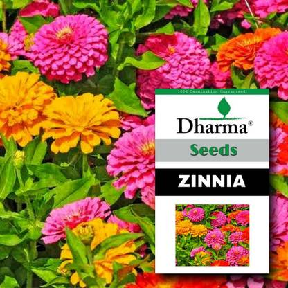 Dharma Zinnia, Jiniya Seed