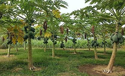 MKR Enterprises Papita Seed