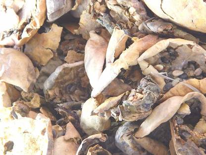 Xetomos Ferfendua Gudamba 100gms seeds Seed