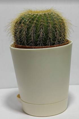 RPD NEW Enterprise Cactus Opuntia Microdasys Plant