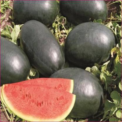 KALAGIA WATERMELON BLACK SEED LONG Seed