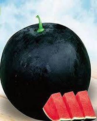 KALAGIA WATERMELON SEEDLESS SEED Seed