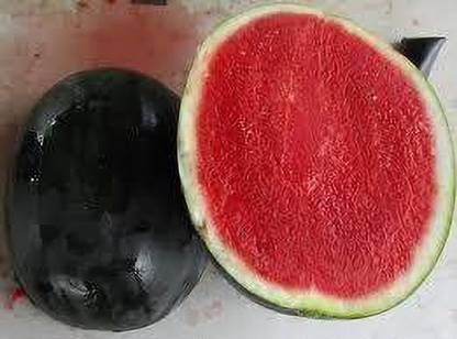 KALAGIA WATERMELON SEEDLESS SEED Seed
