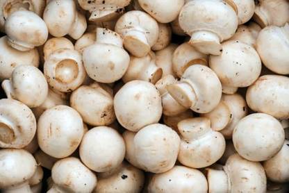 PLANTZON Mushroom Herb Seed