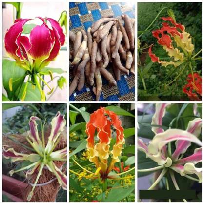 bloomaura Gloriosa Superba Flame Lily Seed