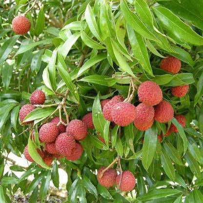 Chalisa Litchi, Lichi, Lychee Seed