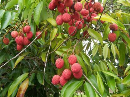 Chalisa Litchi, Lichi, Lychee Seed
