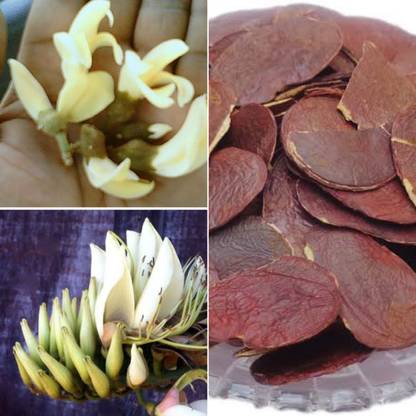 M-Tech Gardens Palash Seed