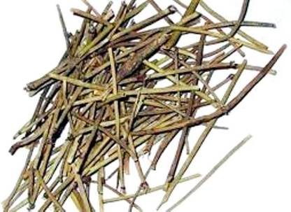 Xetomos Somlata Somalata Soma Asmania 100g seeds Seed