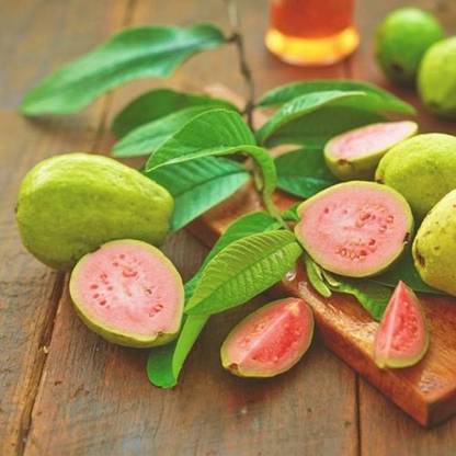 SAVE GREEN Guava Plant