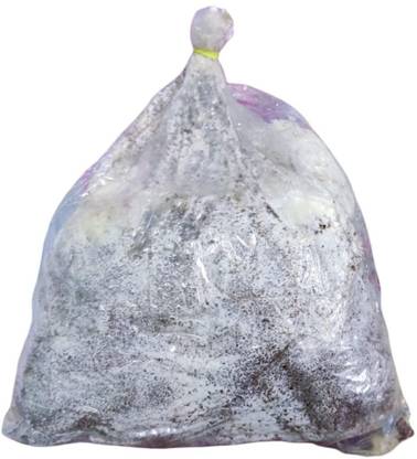 Monday Square Generation one Oyster Mushroom Growing Bag / Kit 500Gm Seed