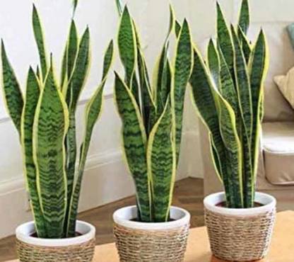 bloomaura Snake plant, viper's bowstring hemp, St. George's sword Seed