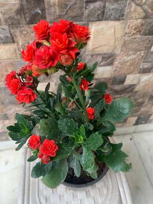 bloomaura Kalanchoe Seed
