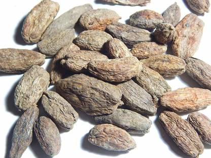 Xetomos Samudraphal Indian Oak Tree 250g seeds Seed