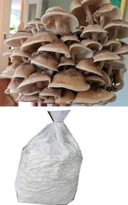 BM MUSHROOM Shiitake Mushroom Spawn Seed