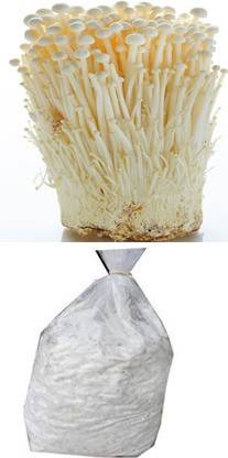 B.M.ENTERPRISE BM MUSHROOMS Enoki Mushroom Spawn Plus PP Bags Seed