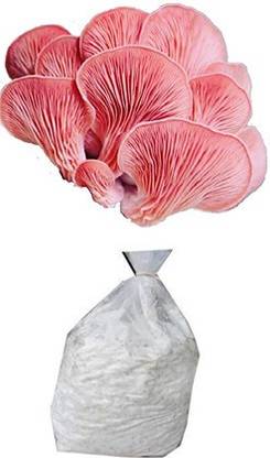 BM MUSHROOM Pink Oyster Mushroom Spawn Seed