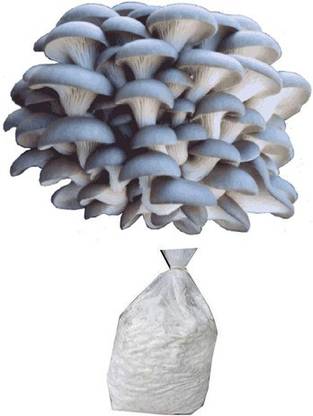 BM MUSHROOM Blue Oyster Mushroom Spawn Seed