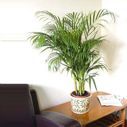 SAVE GREEN Areca Palm