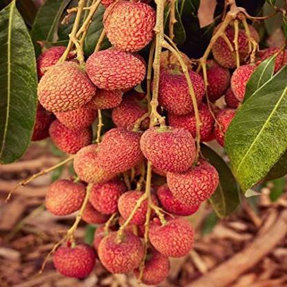 ANI PLANT Litchi Plant